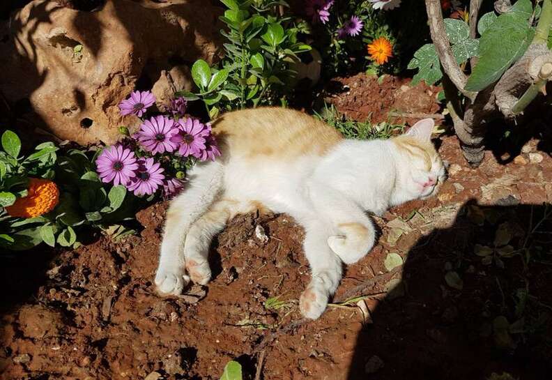 Cat sleeping in sunshine