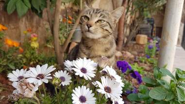 Cat enjoying a flower garden