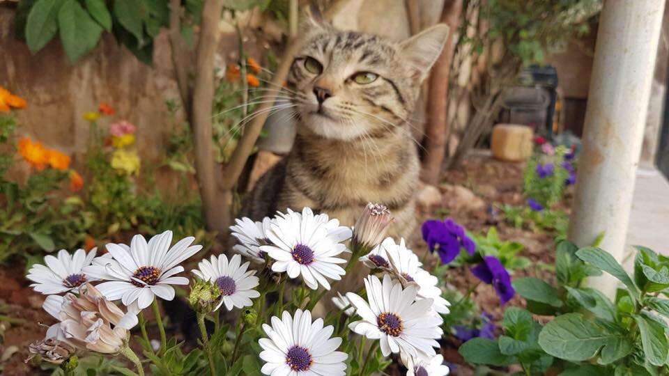 Cat enjoying a flower garden