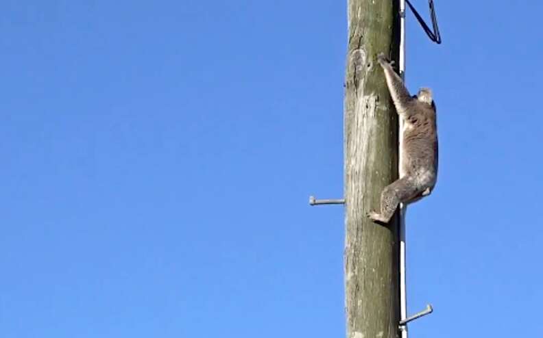 Koala up power pole in queensland