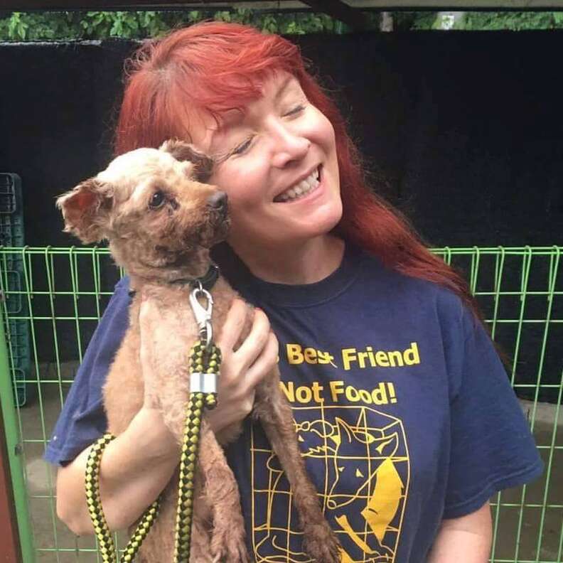 south korea poodle dog meat trade