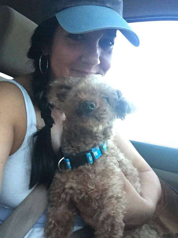 poodle dog meat trade rescue south korea