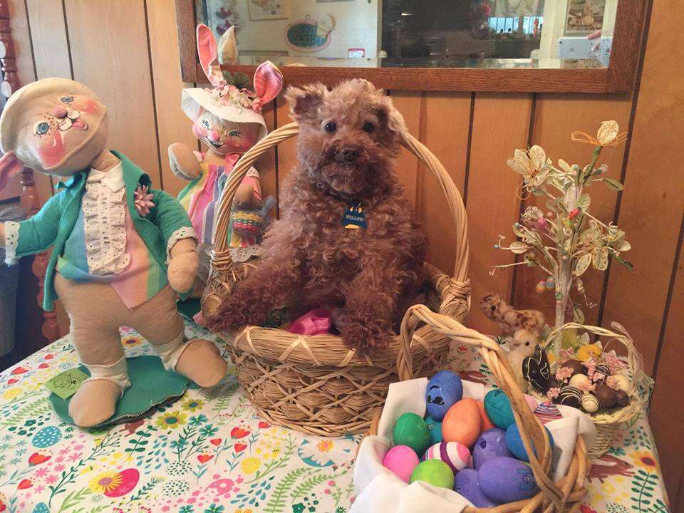 dog meat trade survivor poodle