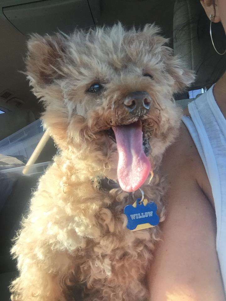 dog meat trade south korea poodle rescue