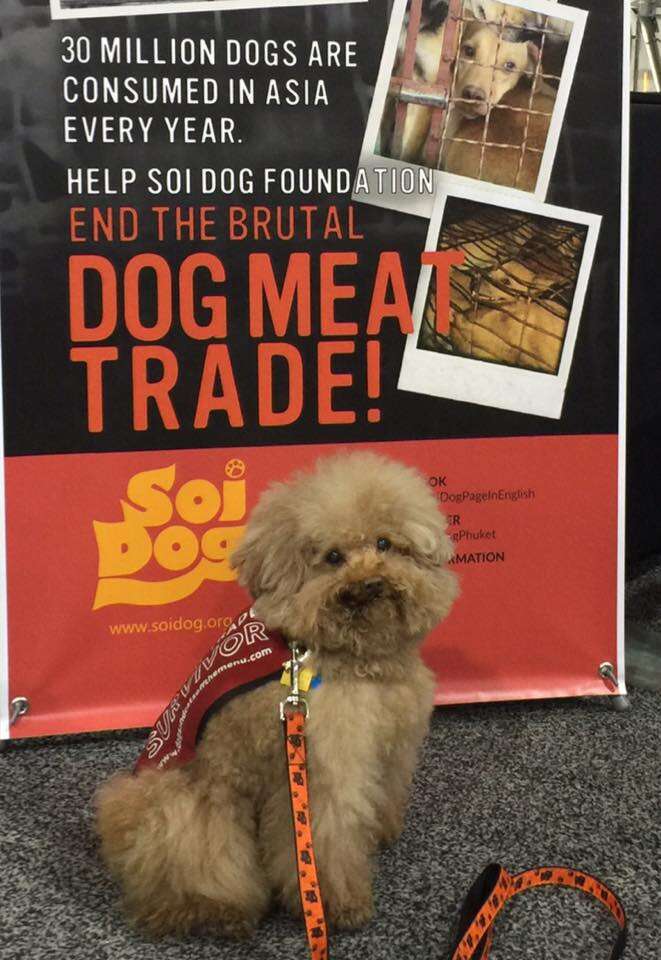 dog meat trade rescue korea