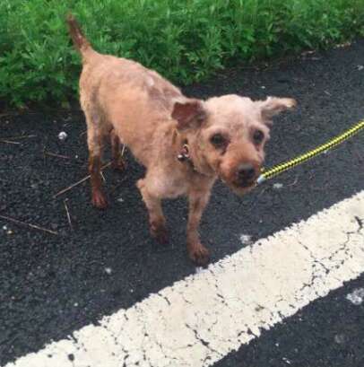 dog meat trade poodle