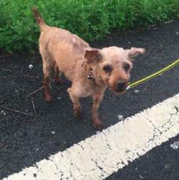 dog meat trade poodle