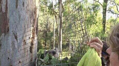 Wild koala rescued from pole being released back into forest