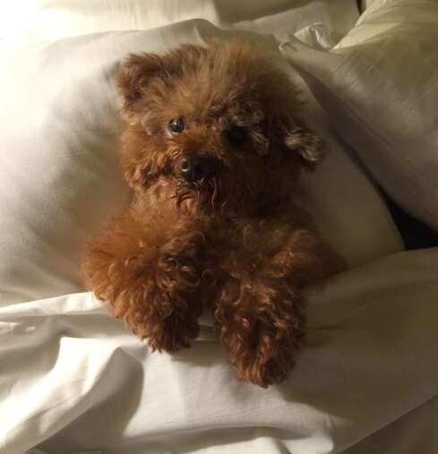 willow poodle dog meat trade