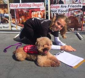dog meat trade survivor willow poodle