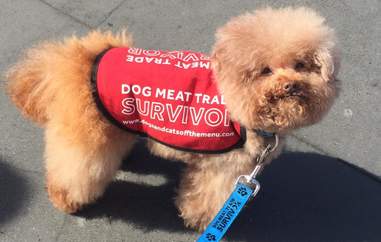 dog meat trade south korea poodle