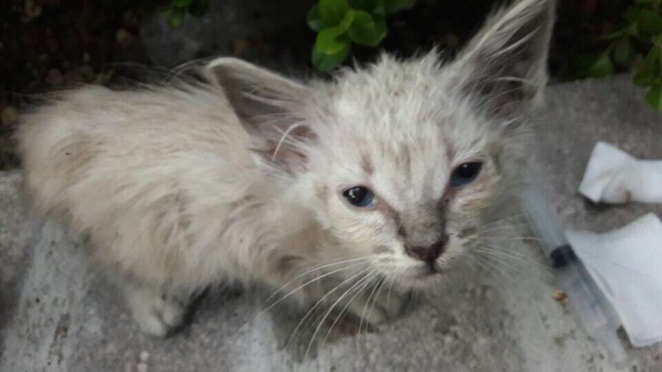 tiny sick kitten found in bushes