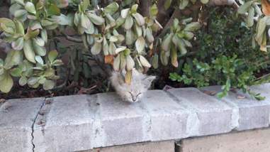 tiny sick kitten found in bushes