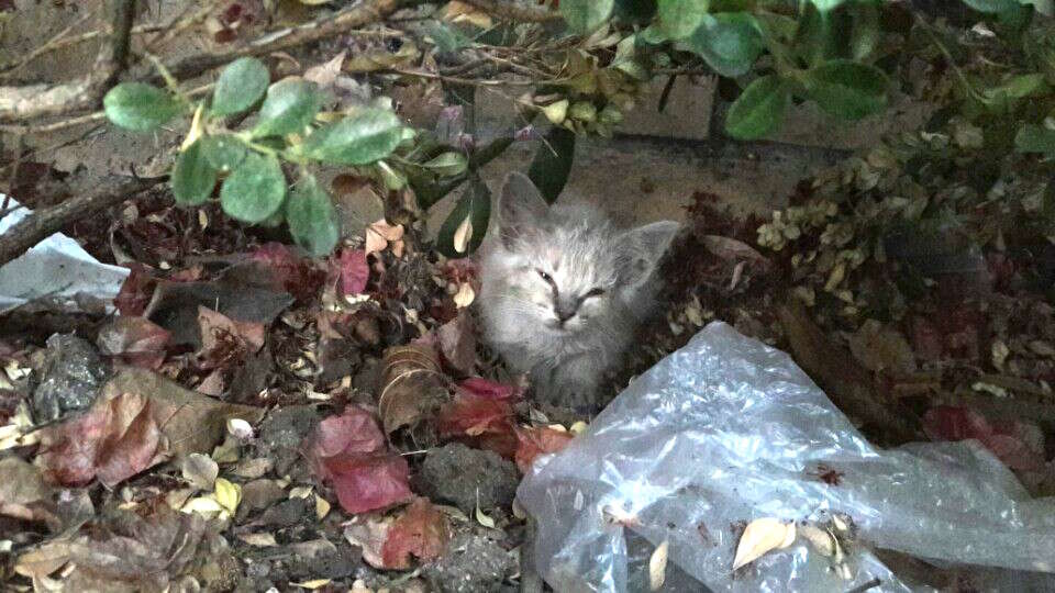 tiny sick kitten found in bushes