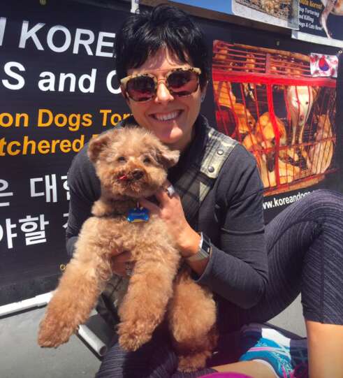 rescue poodle dog meat trade