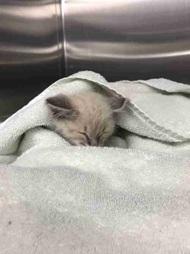 Sick Kitten Found In Bushes Becomes A Foster Fail The Dodo 7455