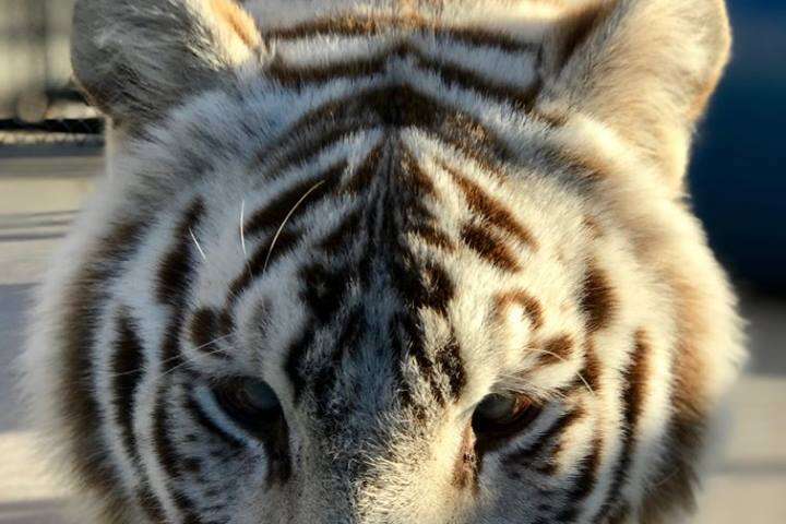 This Adorable Newborn White Bengal Tiger Is the First to Be Born in  Nicaragua