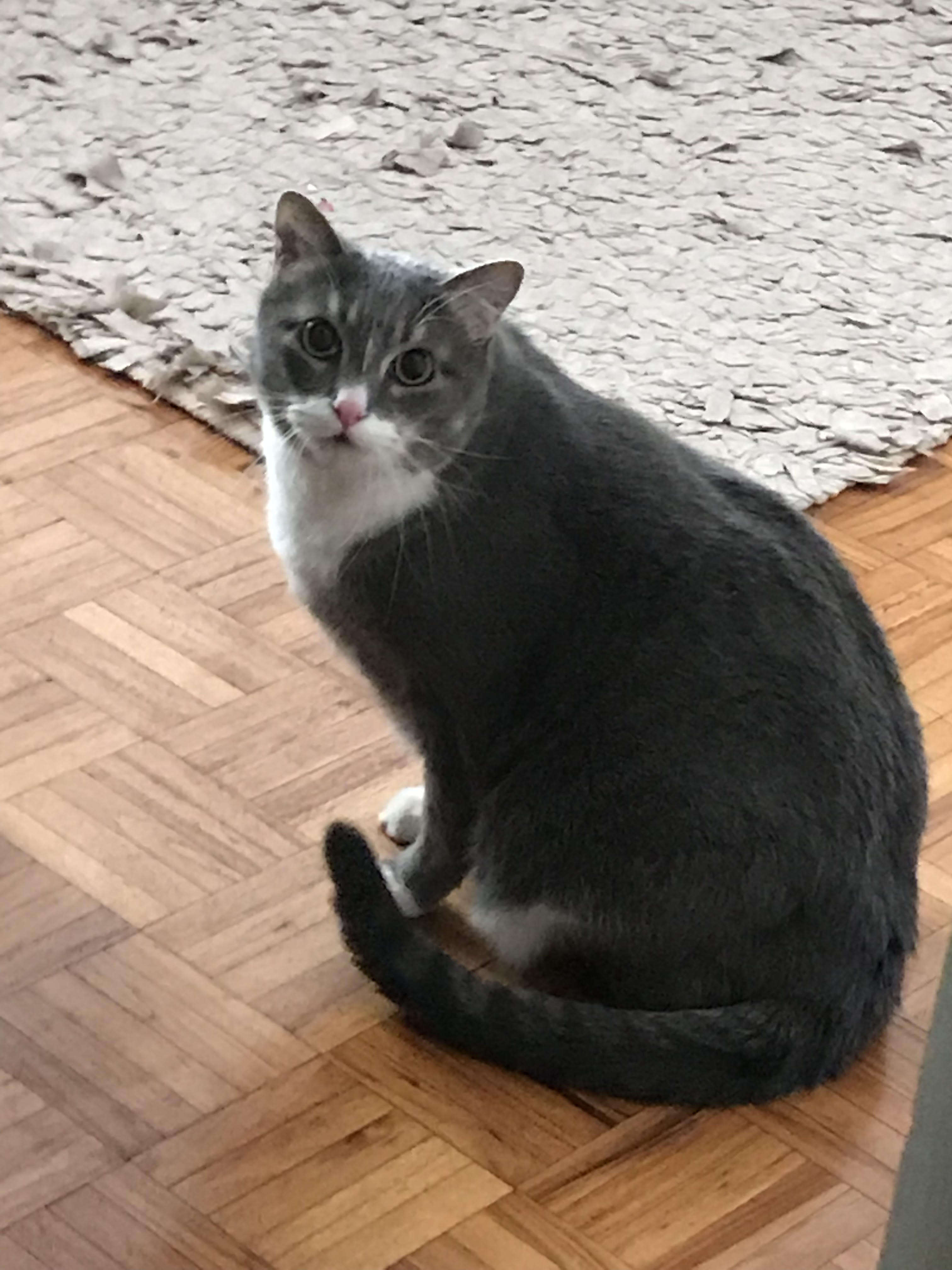 Gray cat looking at camera