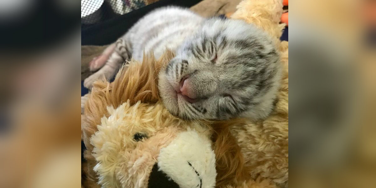 Blue Eyes  Wild cats, White tiger cubs, Crazy cats