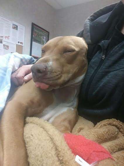 drugged dog philadelphia delaware suzi