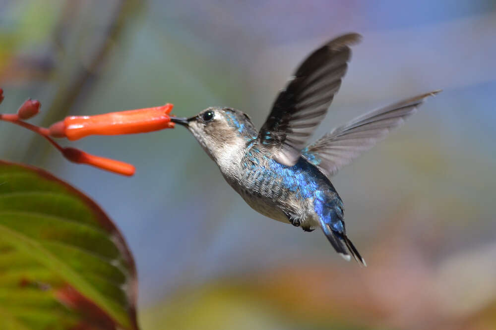 Meet The Bee Hummingbird The Smallest Bird In The World The Dodo