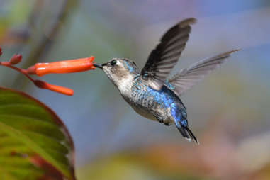 female bee hummingbird