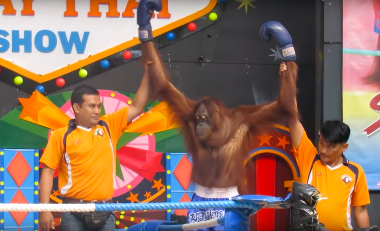Bangkok Zoo Show Forces Orangutans Into Boxing Ring The Dodo