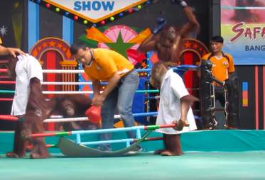 orangutan boxing match thailand