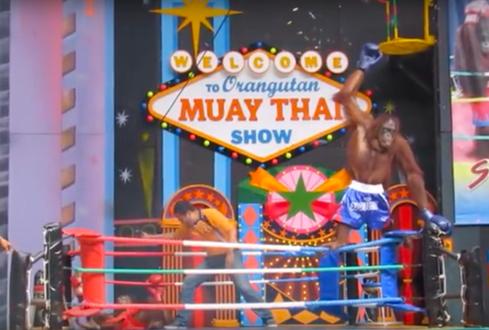 Bangkok Zoo Show Forces Orangutans Into Boxing Ring The Dodo