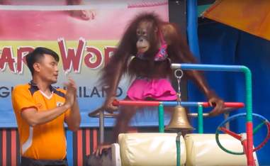 orangutan boxing match thailand