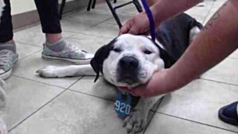 Dog on the floor of an animal shelter