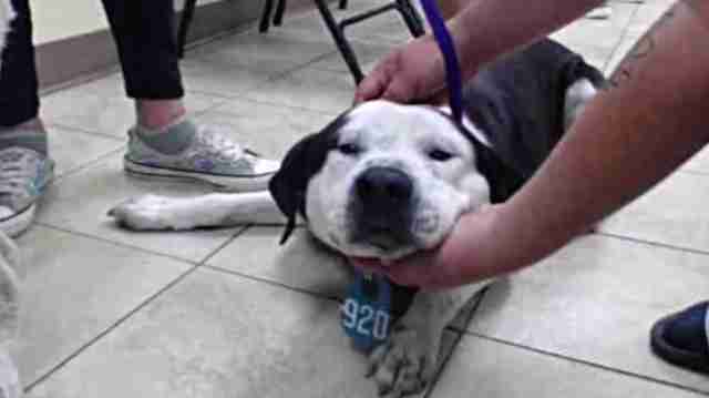 Perro en el piso de un refugio de animales