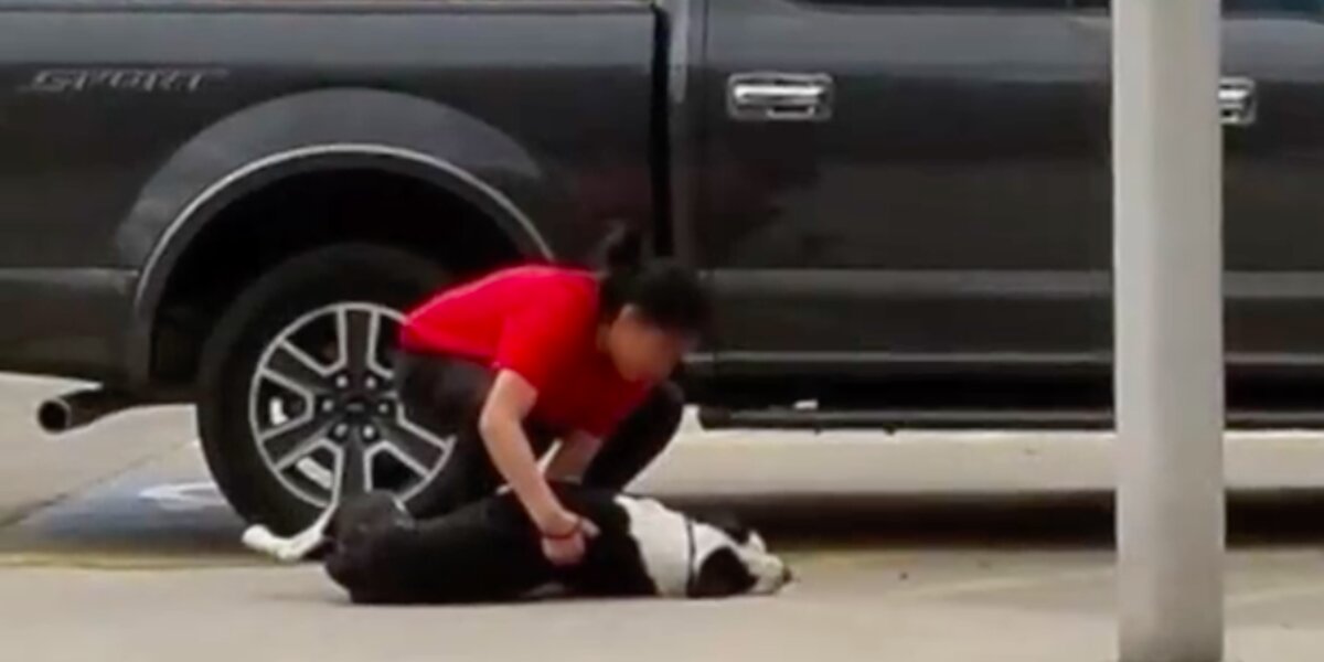 Scared Dog Gets Dragged Into Shelter By Owner Who's Abandoning Him
