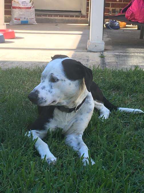 Rescue dog lying out in the grass