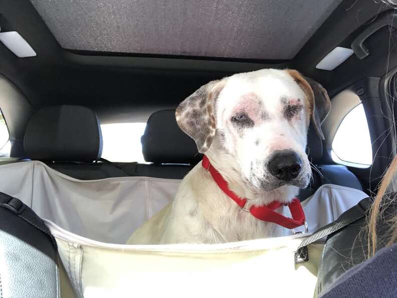 Sad looking dog inside car