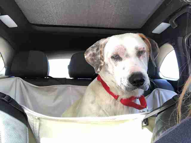 Perro mirando triste dentro del coche