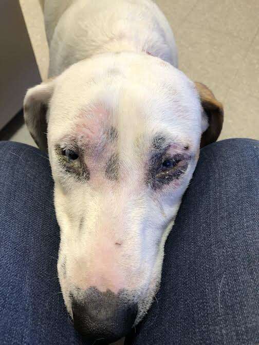 Rescue dog with her head on person's lap