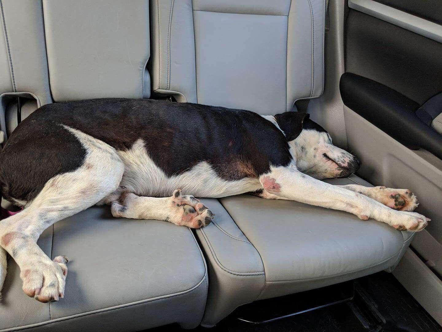 Dog sleeping on backseat of car