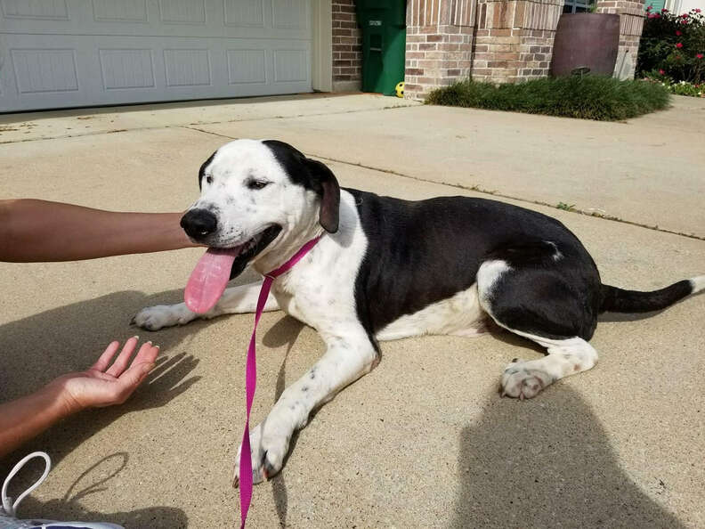 Smiling dog on pink leash