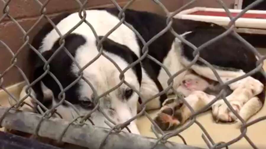 Sad looking dog lying in kennel at shelter