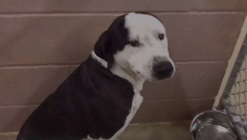 Scared looking dog inside kennel at shelter