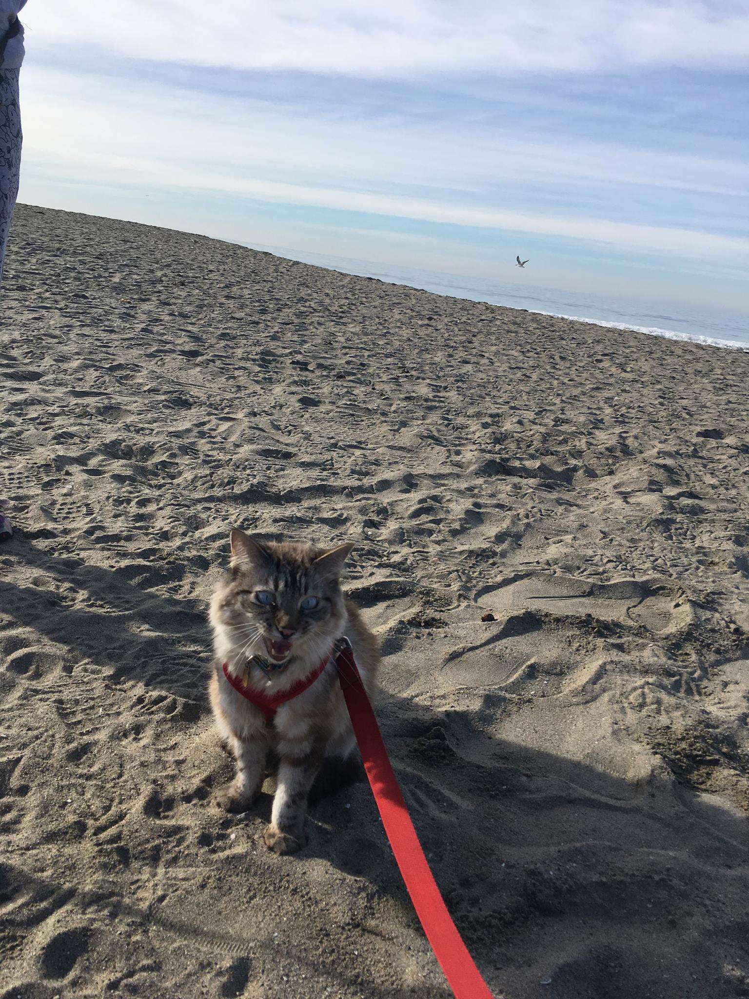 cat loves going to the beach