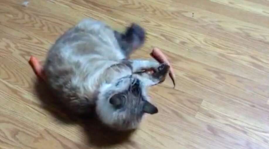 cat loves carrots