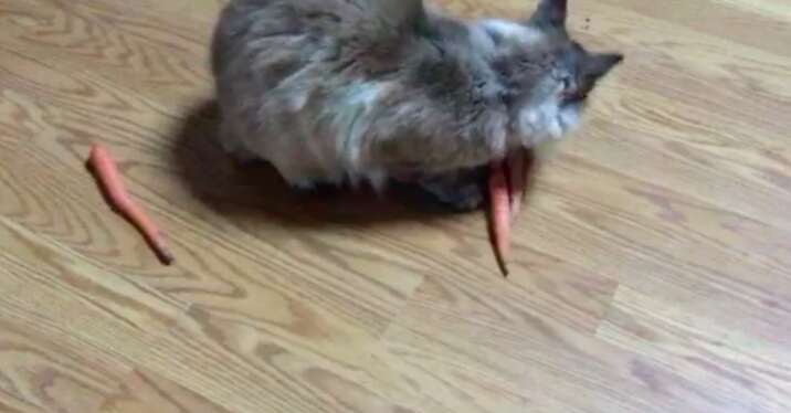 cat loves carrots