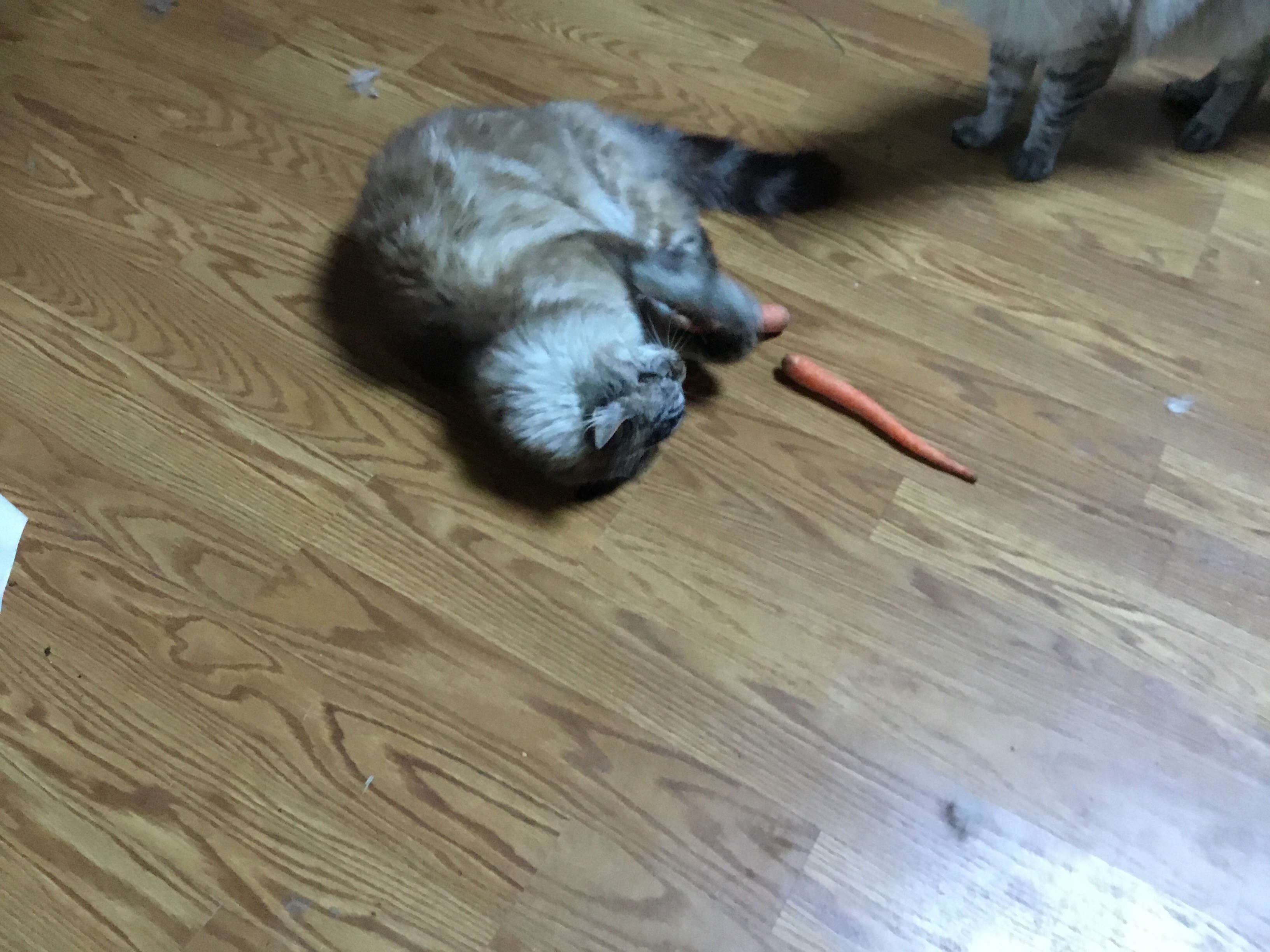 cat loves carrots