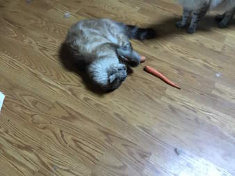 cat loves carrots