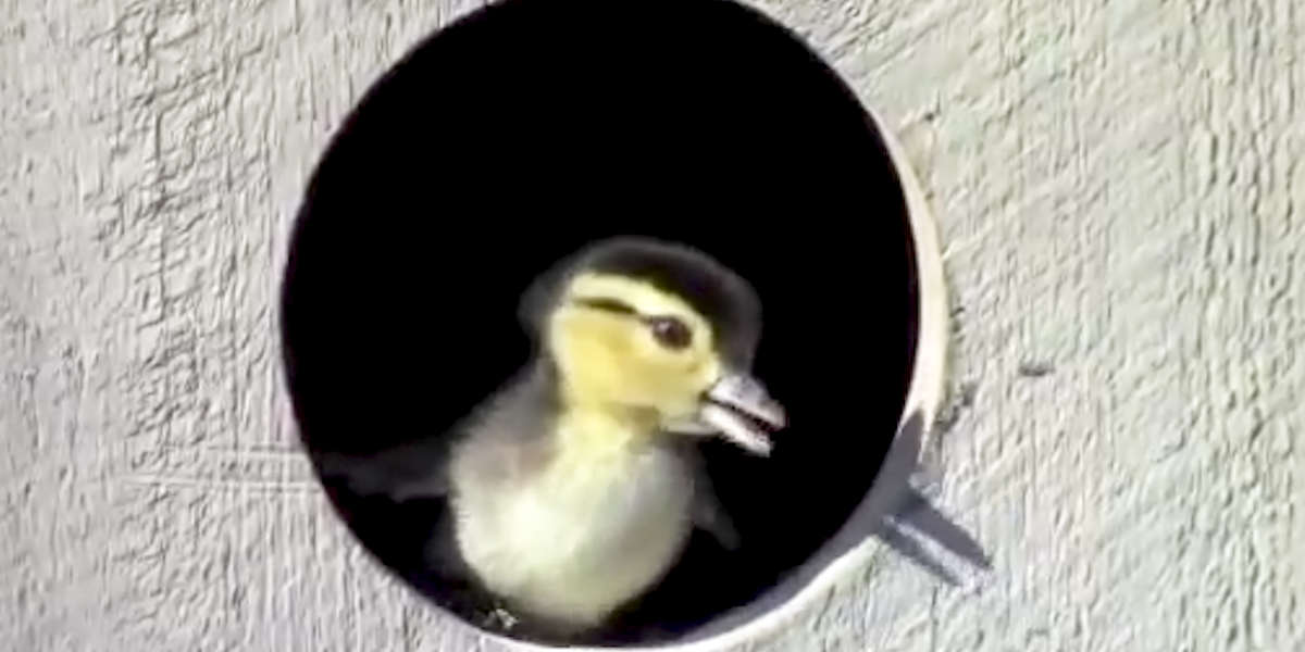 Mom Helps Baby Ducks Leap Out Of The Nest - Videos - The Dodo