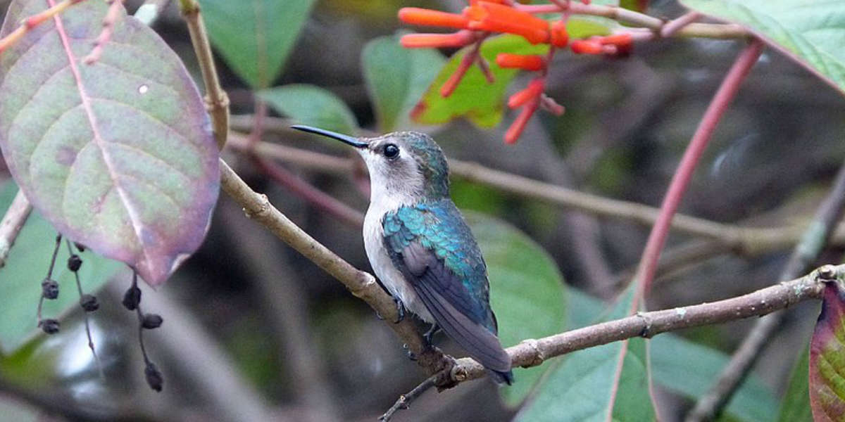 female bee hummingbird