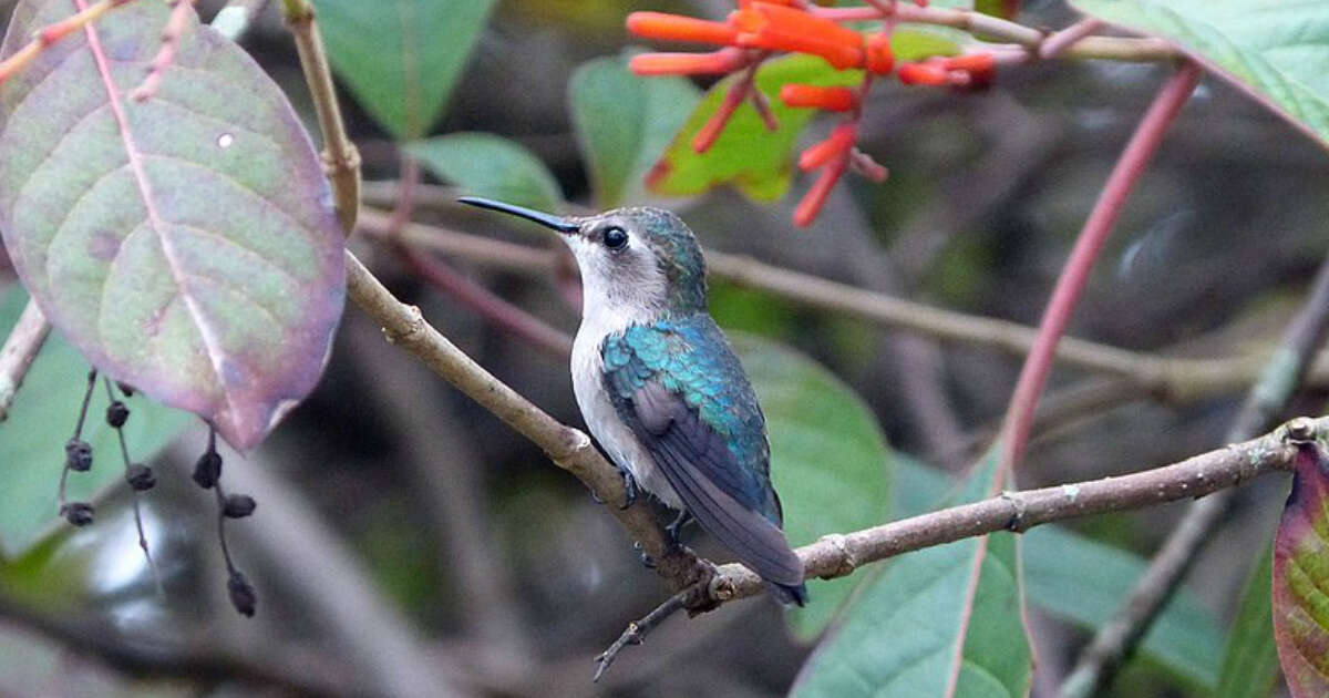 Meet The Bee Hummingbird: The Smallest Bird In The World - The Dodo