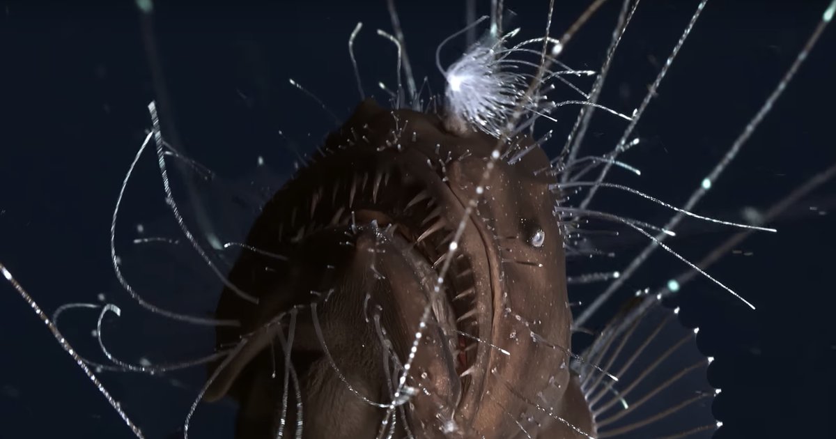 Deep Sea Anglerfish Spotted Mating For First Time Ever Thrillist
